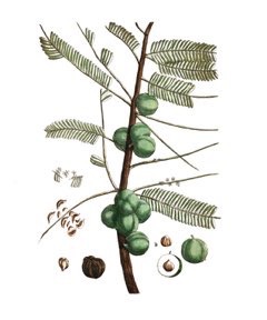 Phyllanthus emblica Emblica, Indian Gooseberry